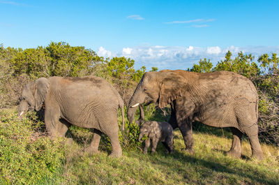 Elephant in a field