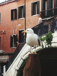 Bird perching on built structure