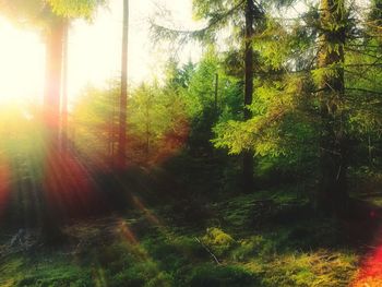 Trees in forest against bright sun