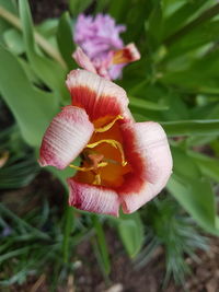 Close-up of honey bee on flower blooming outdoors