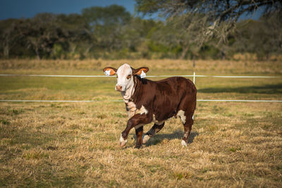 Cow standing in a field