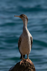 Seagull perching on rock