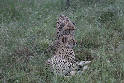 View of a cat on field