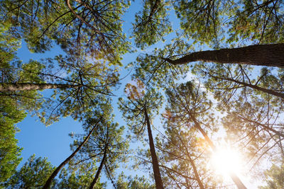 Low angle view of sunlight streaming through trees