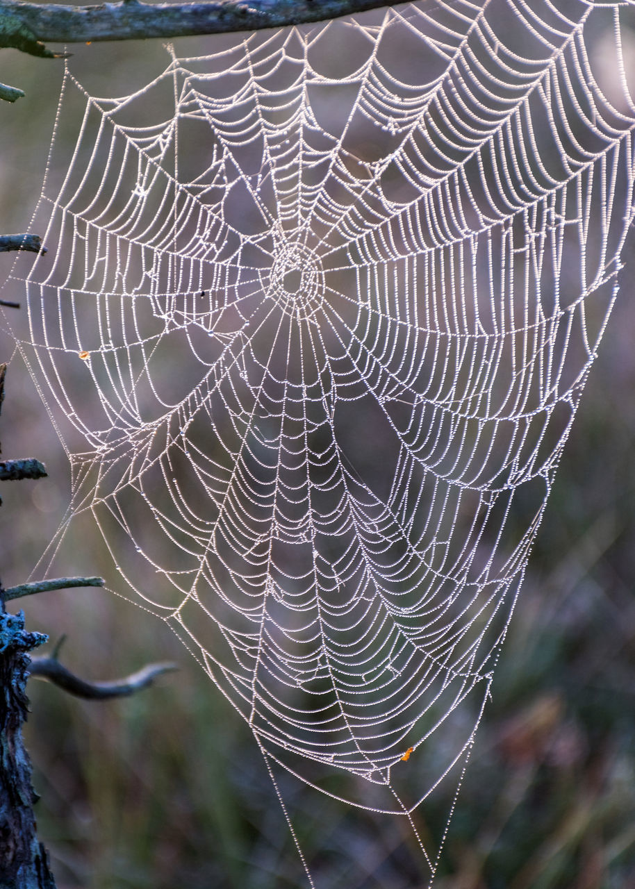 CLOSE-UP OF WET SPIDER WEB AGAINST PLANTS