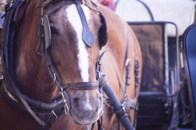 Close-up of horse cart