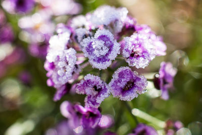 Close-up of purple flowers