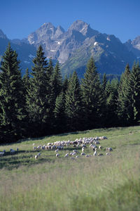 Scenic view of tree mountains