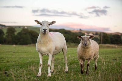 Portrait of sheep on grassland