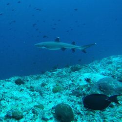 Fish swimming in sea