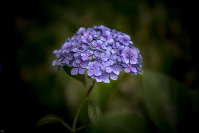 Close-up of purple flowers blooming outdoors