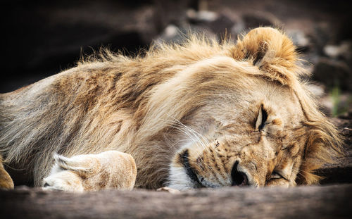 View of cat sleeping