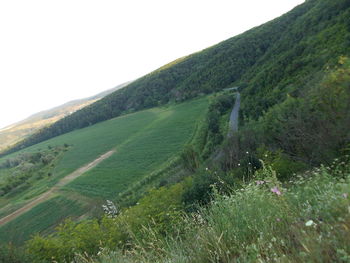 Scenic view of grassy field