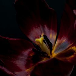 Close-up of day lily blooming outdoors