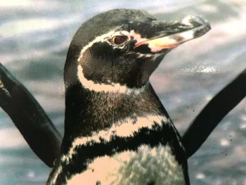 Close-up of bird