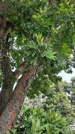 Low angle view of trees in forest