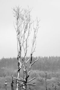 Bare tree on landscape against clear sky