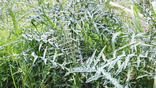 Full frame shot of green plants