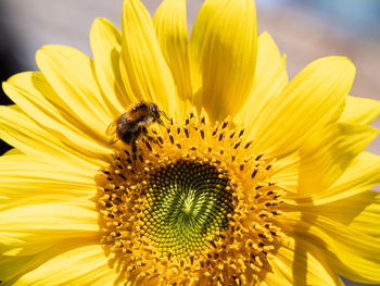 Bee pollinating on sunflower