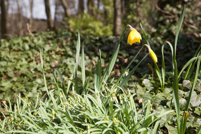 Close-up of yellow crocus flowers on field