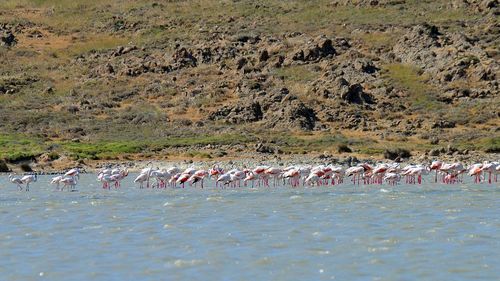 Flock of birds on beach