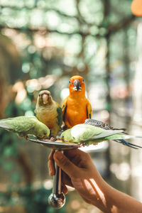 Close-up of bird perching on branch