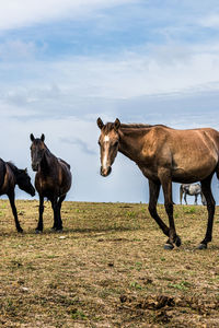 Horses standing in a field