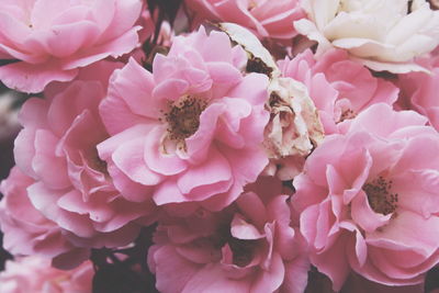 Close-up of pink flowers