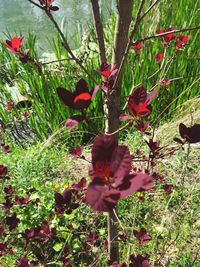 Red flowers growing on plant