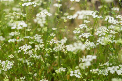 Close-up of purple flowering plants on field