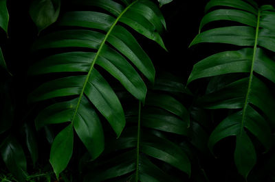 Close-up of green leaves