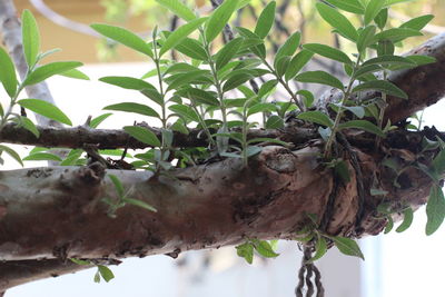 Low angle view of a tree