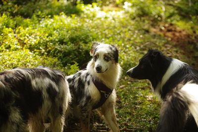 Dogs standing on field