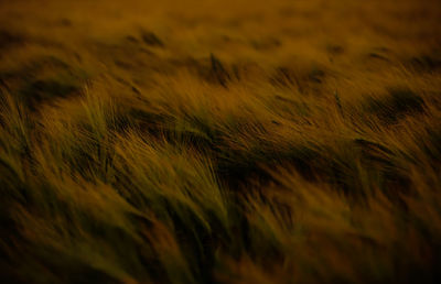 Full frame shot of crops on field