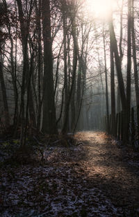 Sunlight streaming through trees in forest