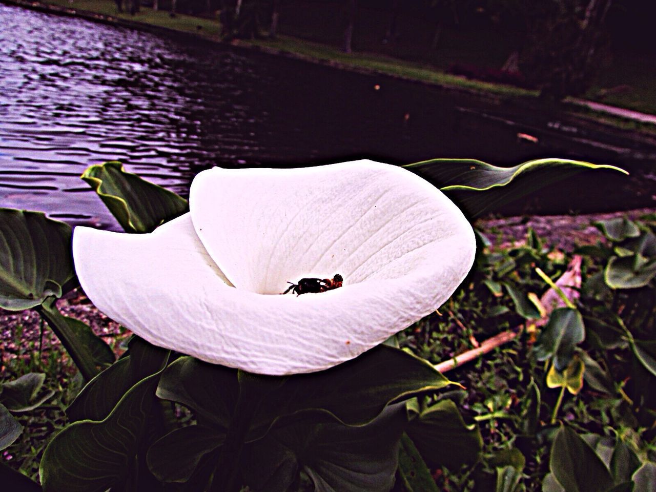 water, high angle view, lake, leaf, flower, nature, floating on water, plant, outdoors, pond, park - man made space, day, beauty in nature, boat, fragility, reflection, nautical vessel, transportation, water lily, growth