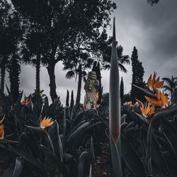 Panoramic view of trees and plants against sky