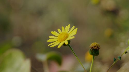 Close-up of yellow flowering plant