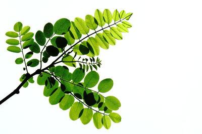 Close-up of green leaves over white background