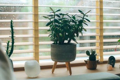Potted plant on window