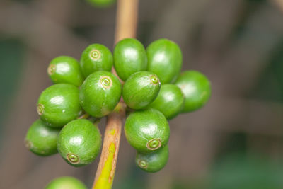 Close-up of green fruits on plant