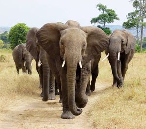 Elephants on landscape against sky