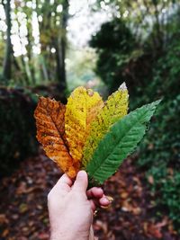 Close-up of hand holding autumn leaf