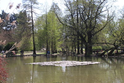 Reflection of trees in water
