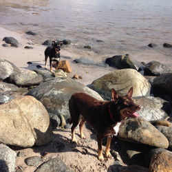 View of dogs on rocks at beach