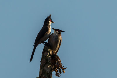 Low angle view of bird perching on a tree