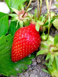 Close-up of strawberries