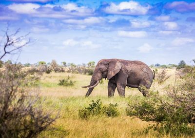 Elephant in a field