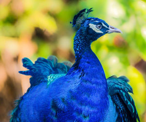 Close-up of a peacock