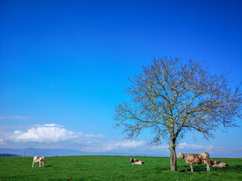 Scenic view of agricultural field against blue sky